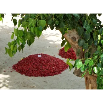 Red Sandalwood Plants
